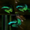 Live Male Betta Green Alien Hybrid Wild Plakat (DET-214)  High quality what you see what you get!!