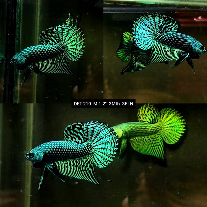 Live Male Betta Green Alien Hybrid Wild Plakat (DET-219) S292 High quality what you see what you get!!