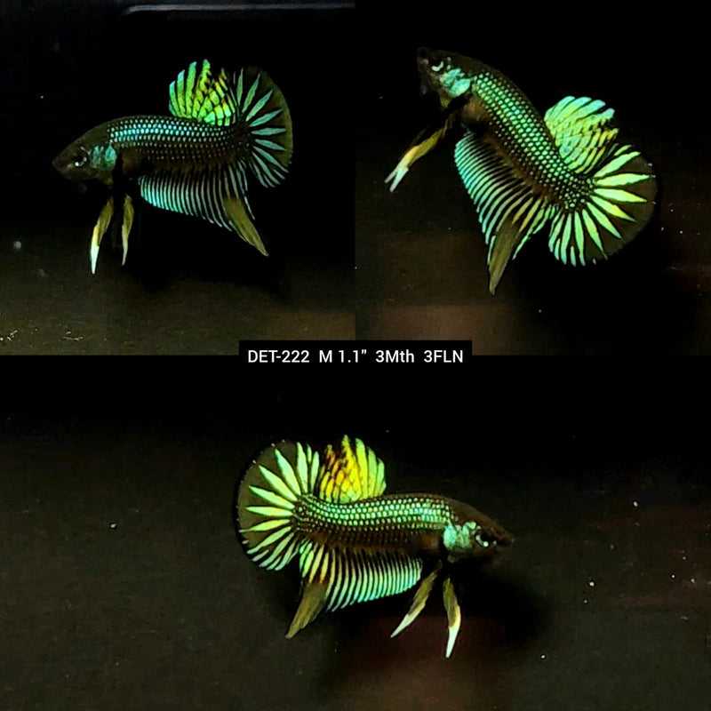 Live Male Betta Green Yellow Imbellis Wild Plakat (DET-222) S218 High quality what you see what you get!!