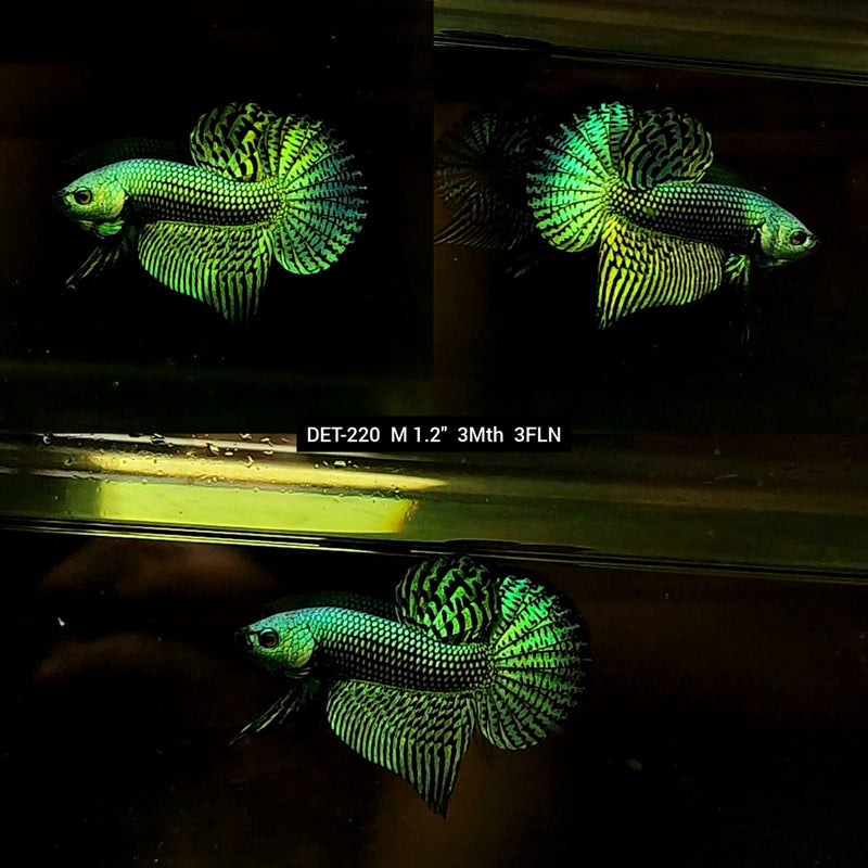 Live Male Betta Green Alien Hybrid Wild Plakat (DET-220) S291 High quality what you see what you get!!