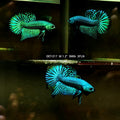 Live Male Betta Green Alien Hybrid Wild Plakat (DET-217) S222 High quality what you see what you get!!