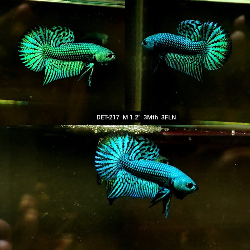 Live Male Betta Green Alien Hybrid Wild Plakat (DET-217) S222 High quality what you see what you get!!