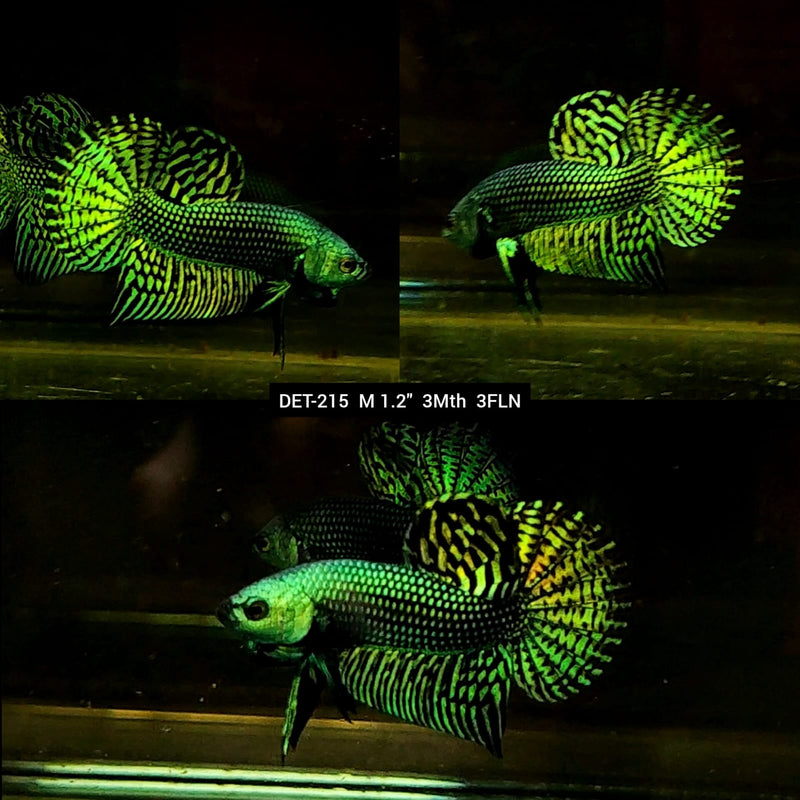 Live Male Betta Green Alien Hybrid Wild Plakat (DET-215) S290 High quality what you see what you get!!