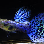 Live Fancy Guppy Fish Premium Quality Lazuri Blue Grass (CGP-105)