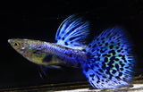 Live Fancy Guppy Fish Premium Quality Lazuri Blue Grass (CGP-105)