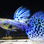 Live Fancy Guppy Fish Premium Quality Lazuri Blue Grass (CGP-105)