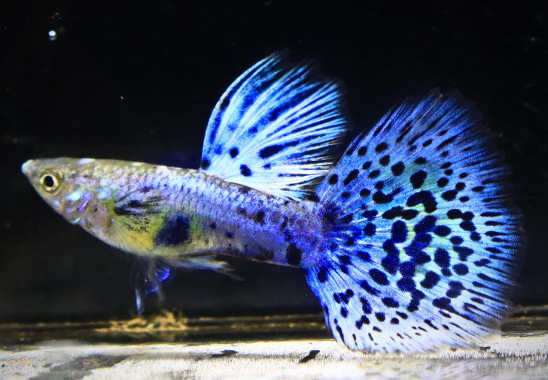 Coast Gem USA Show Quality Guppy pairs or trios Guppies for sale