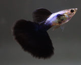 Live Fancy Guppy Fish Premium Quality Lazuri Big Black Tail (CGP-123)