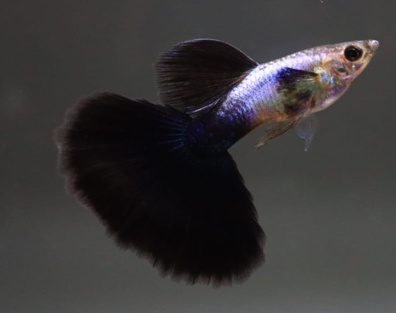 Live Fancy Guppy Fish Premium Quality Lazuri Big Black Tail (CGP-123)