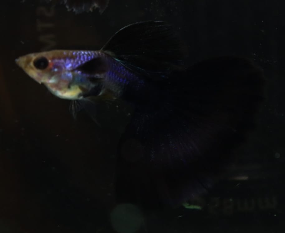 Live Fancy Guppy Fish Premium Quality Lazuri Big Black Tail (CGP-123)