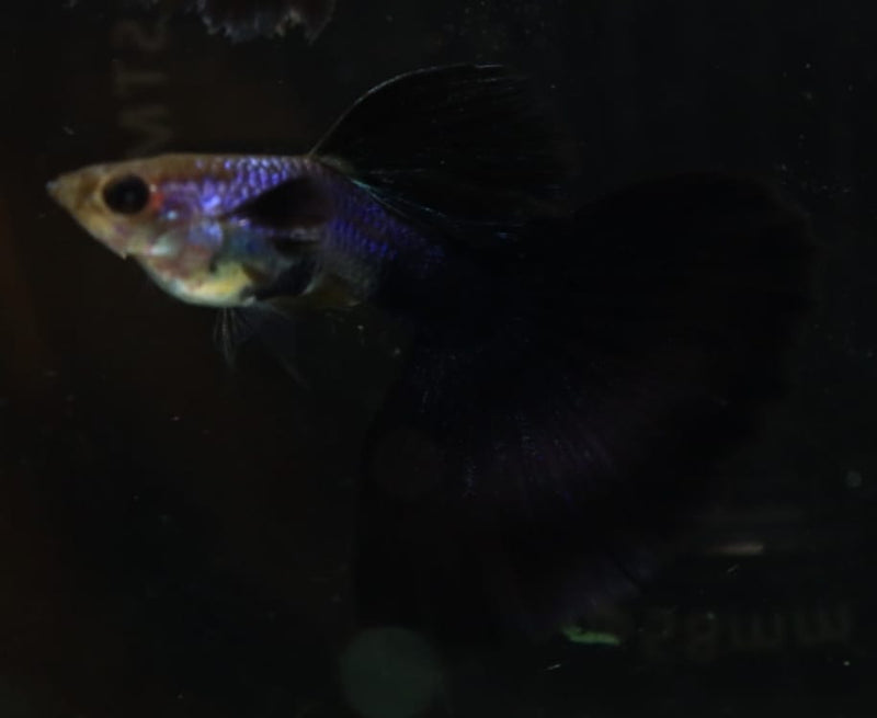 Live Fancy Guppy Fish Premium Quality Lazuri Big Black Tail (CGP-123)