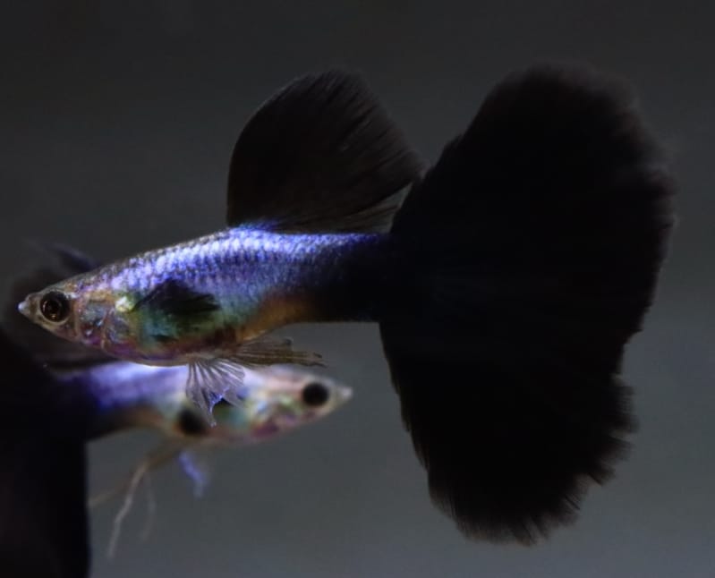Live Fancy Guppy Fish Premium Quality Lazuri Big Black Tail (CGP-123)