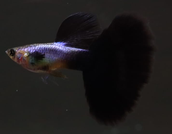 Live Fancy Guppy Fish Premium Quality Lazuri Big Black Tail (CGP-123)