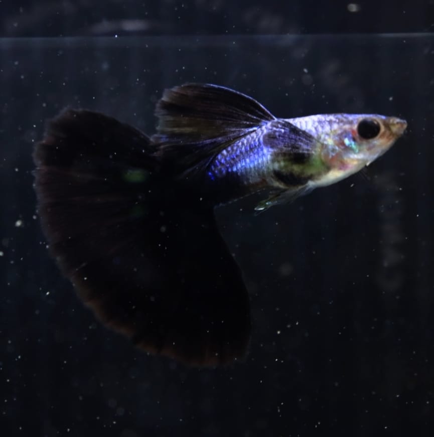 Live Fancy Guppy Fish Premium Quality Lazuri Big Black Tail (CGP-123)