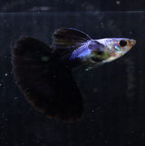 Live Fancy Guppy Fish Premium Quality Lazuri Big Black Tail (CGP-123)