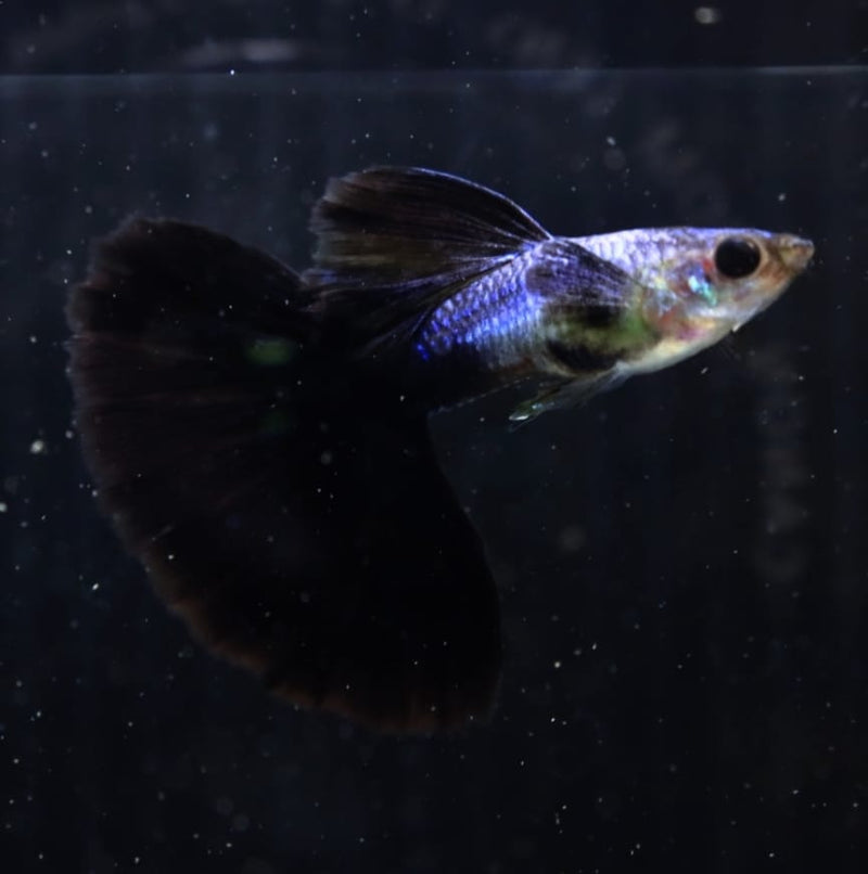 Live Fancy Guppy Fish Premium Quality Lazuri Big Black Tail (CGP-123)