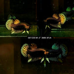 Live Male Betta Copper-Yellow Imbellis Wild Plakat (DET-235) High quality what you see what you get!!