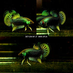 Live Male Betta Green-Yellow Imbellis Wild Plakat (DET-236) High quality what you see what you get!!