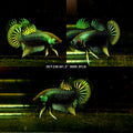Live Male Betta Green-Yellow Imbellis Wild Plakat (DET-236) High quality what you see what you get!!