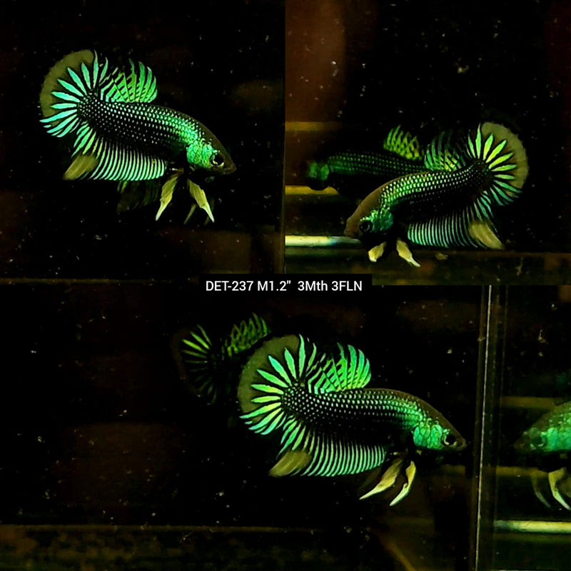 Live Male Betta Green-Yellow Imbellis Wild Plakat S055(DET-237) High quality what you see what you get!!