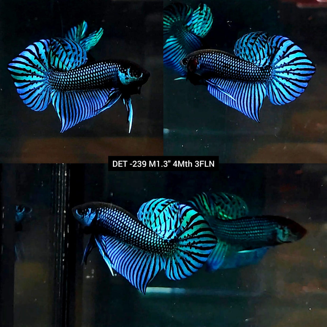 Live Male Betta Green Mahachai Wild Plakat (DET-239) High quality what you see what you get!!