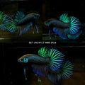 Live Male Betta Green Mahachai Wild Plakat (DET-242) High quality what you see what you get!!