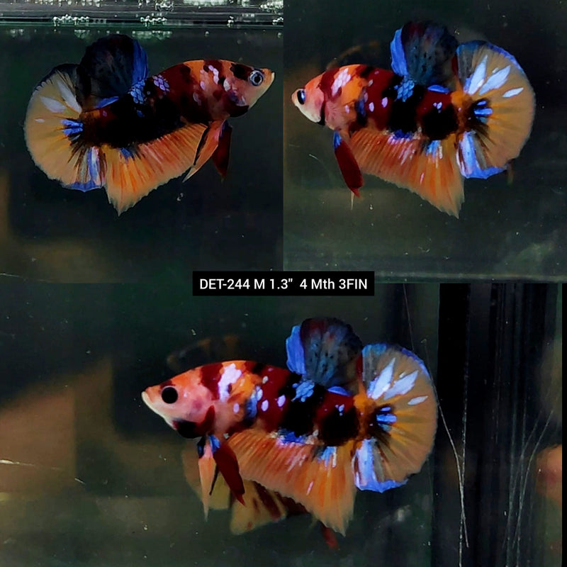 Live Male Betta Black Orange Galaxy Koi Plakat (DET-244) High quality what you see what you get!!