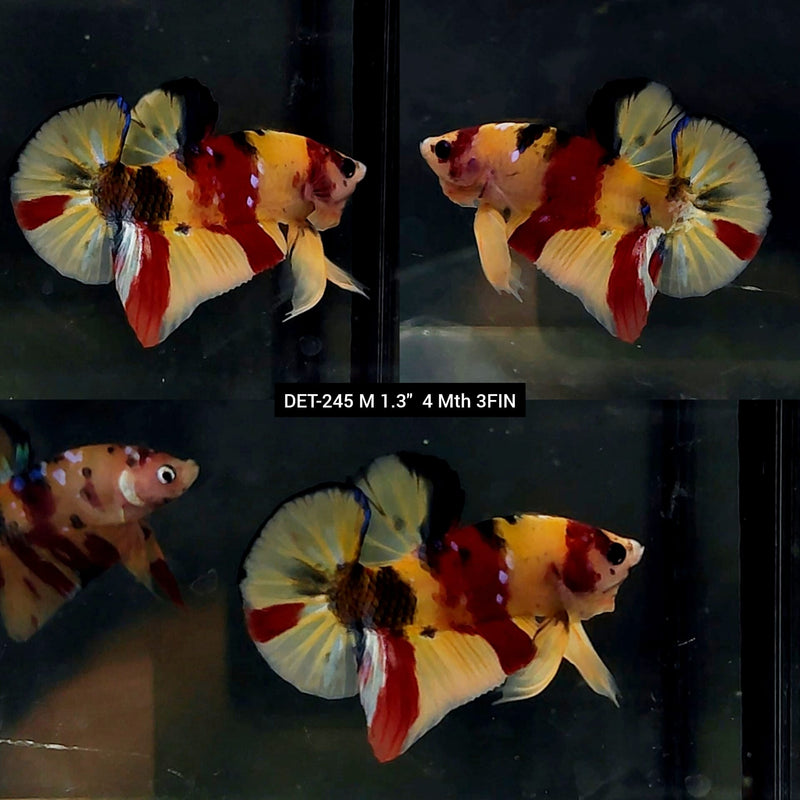 Live Male Betta Classic Nemo Koi Plakat (DET-245)  High quality what you see what you get!!