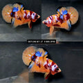 Live Male Betta Nemo Galaxy Plakat (DET-246) High quality what you see what you get!!
