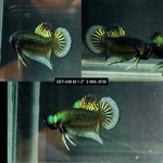 Live Male Betta Green-yellow Imbellis Wild Plakat (DET-248) High quality what you see what you get!!
