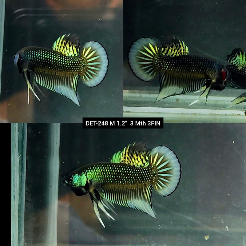 Live Male Betta Green-yellow Imbellis Wild Plakat (DET-248) High quality what you see what you get!!