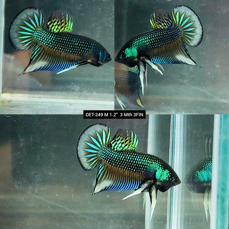 Live Male Betta Green-yellow Imbellis Wild Plakat (DET-249) S193 High quality what you see what you get!!