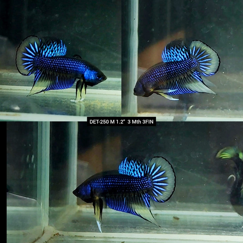 Live Male Betta Blue-yellow Imbellis Wild Plakat (DET-250) High quality what you see what you get!!