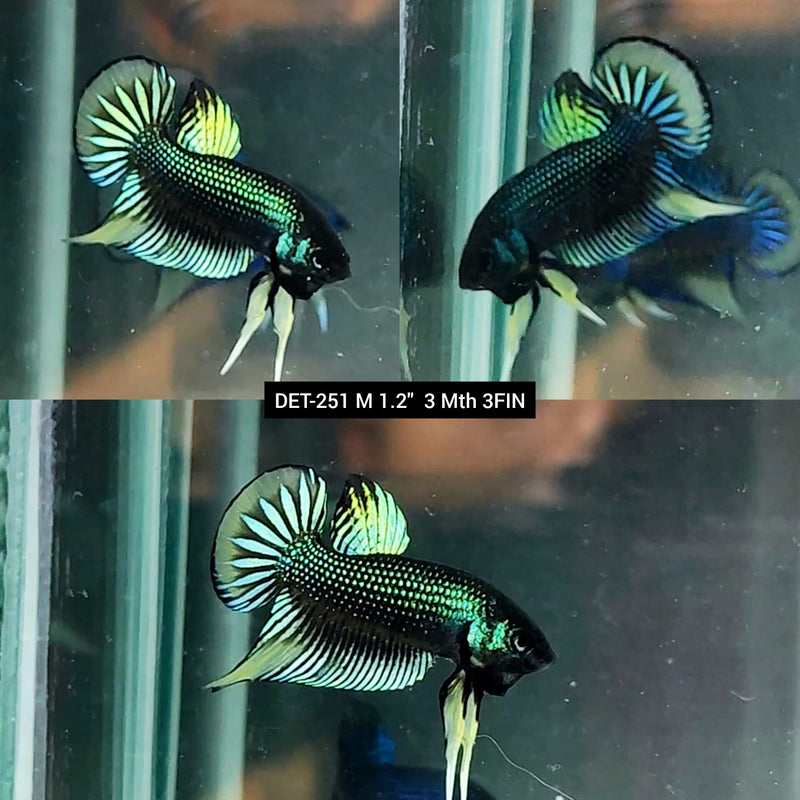 Live Male Betta Green-yellow Imbellis Wild Plakat (DET-251) High quality what you see what you get!!