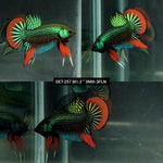 Live Male Betta Green-Red Imbellis Wild Plakat (DET-257)High quality what you see what you get!!