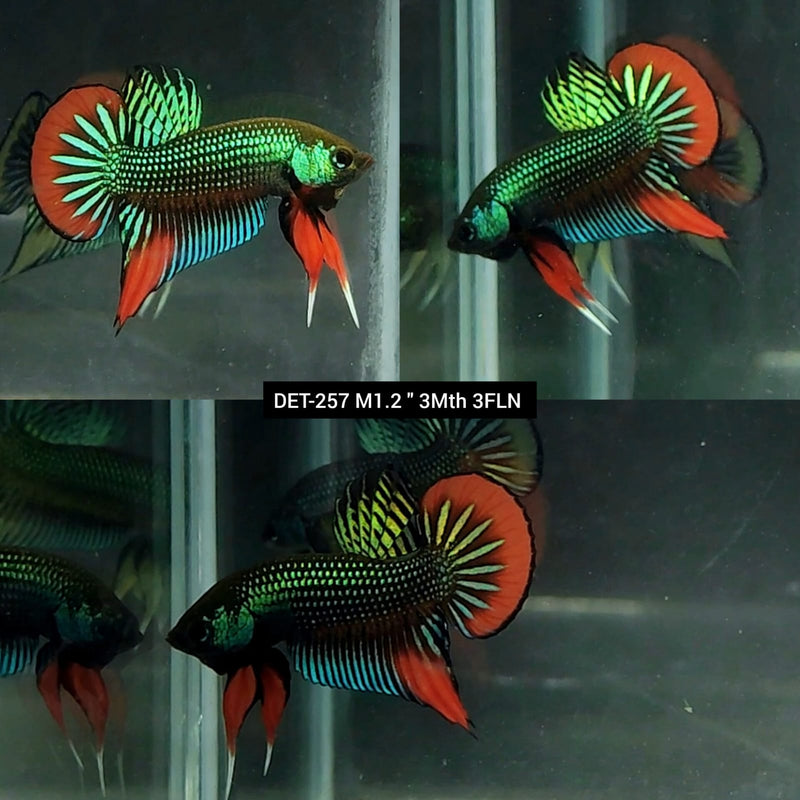 Live Male Betta Green-Red Imbellis Wild Plakat (DET-257)High quality what you see what you get!!