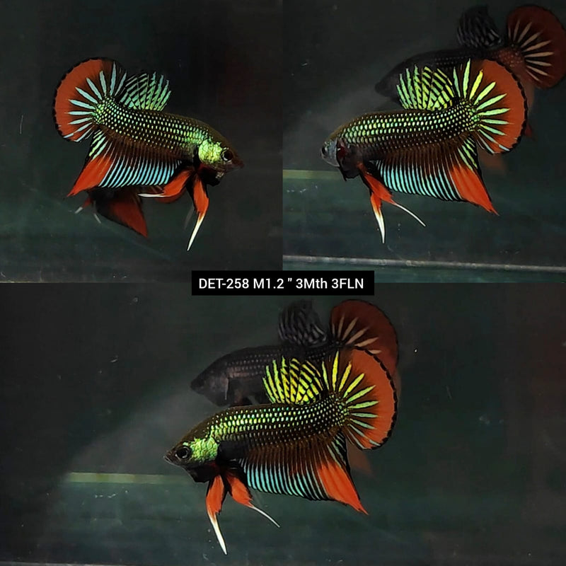 Live Male Betta Green-Red Imbellis Wild Plakat (DET-258) High quality what you see what you get!!