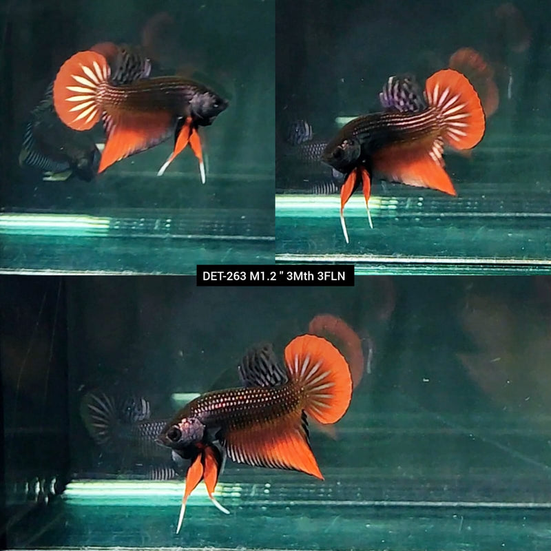 Live Male Betta Copper-Red Imbellis Hybrid Wild Plakat (DET-263) High quality what you see what you get!!