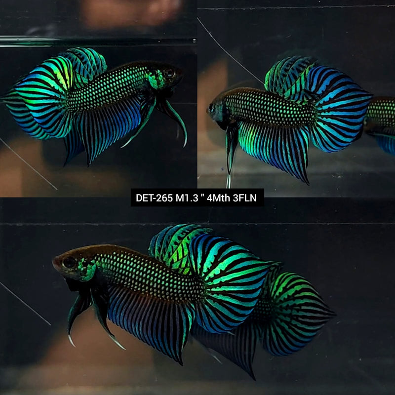 Live Male Betta Green Mahachai Original Wild Plakat (DET-265) High quality what you see what you get!!