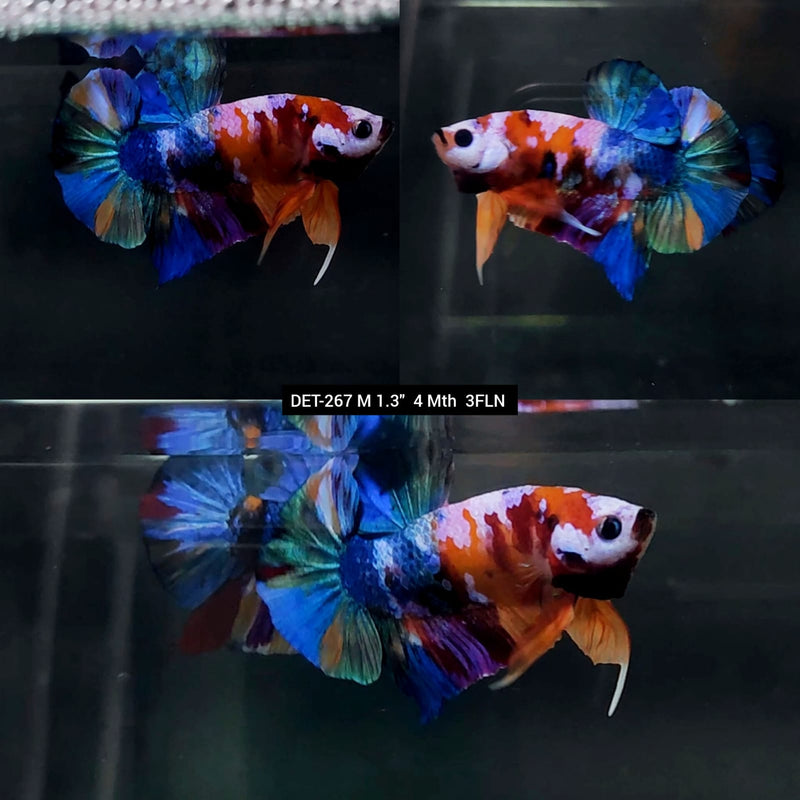 Live Male Betta Nemo Galaxy Plakat (DET-267) High quality what you see what you get!!