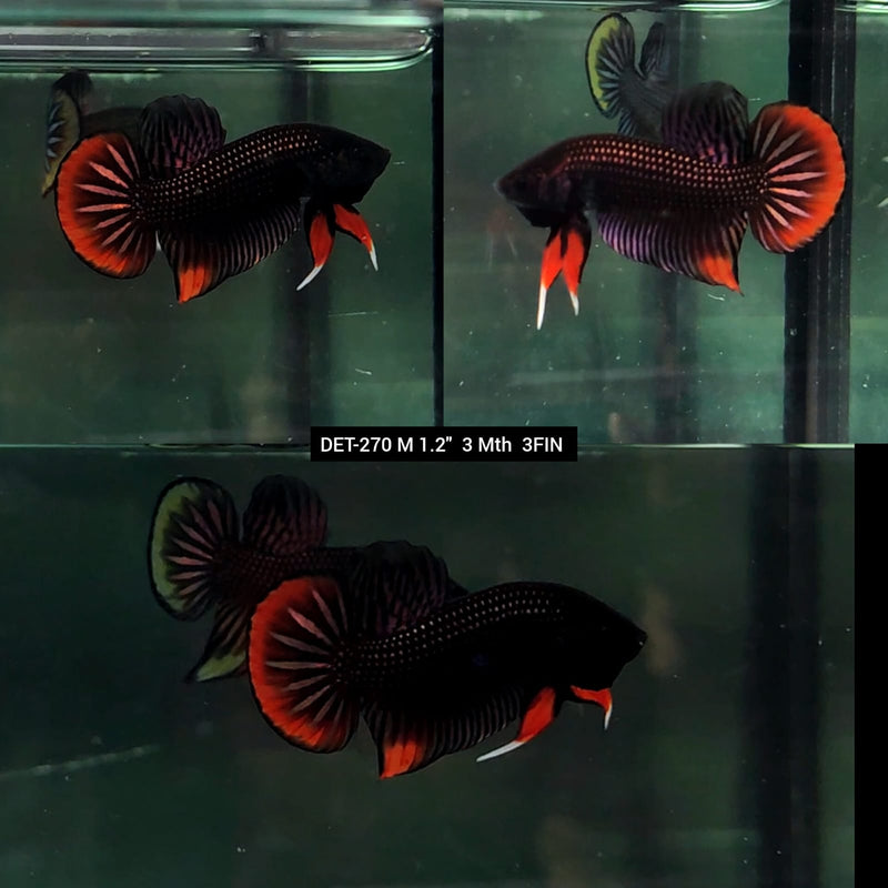 Live Male Betta Copper-Red Imbellis Wild Plakad (DET-270) High quality what you see what you get!!