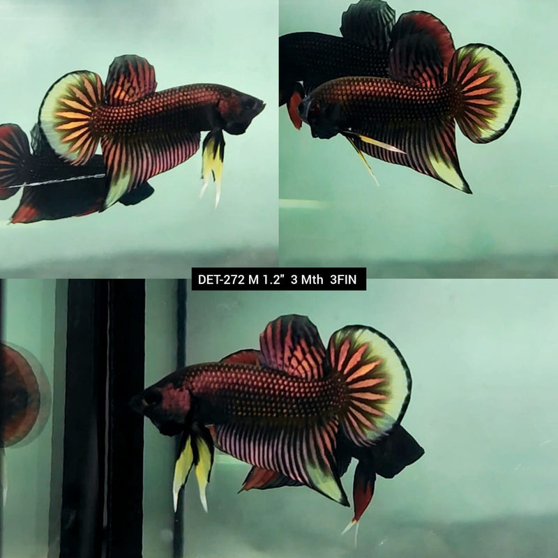 Live Male Betta Copper-Yellow Imbellis Wild Plakad (DET-272) High quality what you see what you get!!