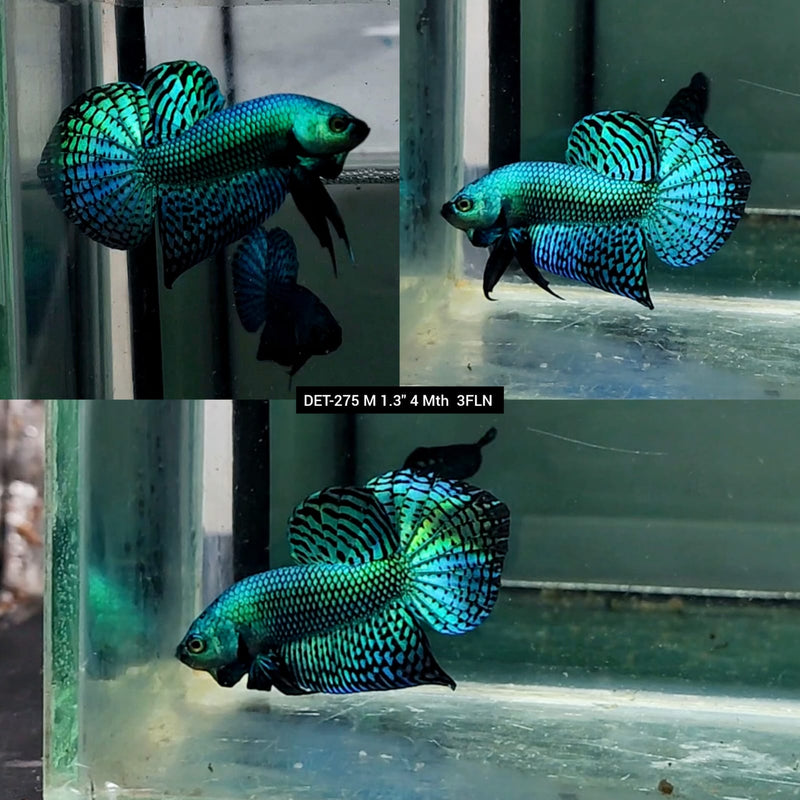 Live Male Betta Green Alien Wild Plakat (DET-275) High quality what you see what you get!!