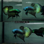 Live Male Betta Green Alien Wild Plakat (DET-278) High quality what you see what you get!!