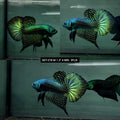 Live Male Betta Green Alien Wild Plakat (DET-278) High quality what you see what you get!!