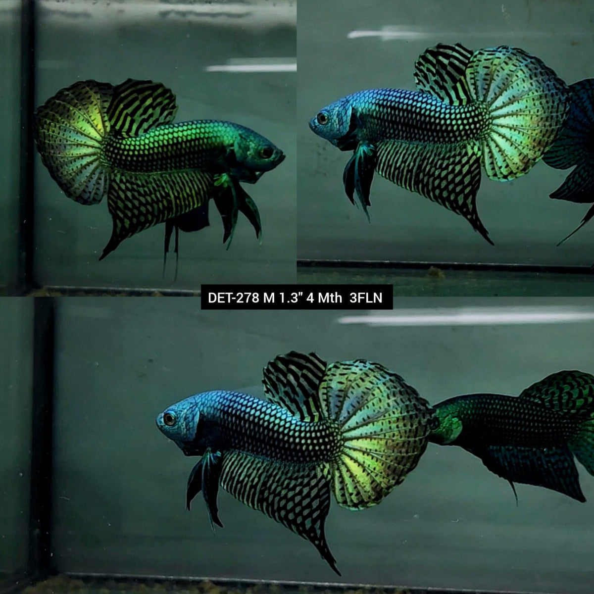 Live Male Betta Green Alien Wild Plakat (DET-278) High quality what you see what you get!!