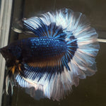 Live Male Betta Yellow Black mustard OverHalfmoon (MKP-503) High quality what you see what you get!!
