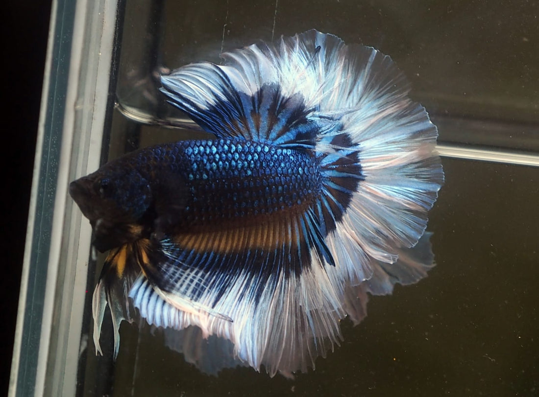 Live Male Betta Yellow Black mustard OverHalfmoon (MKP-503) High quality what you see what you get!!