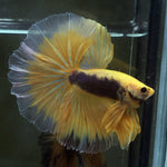 Live Male Betta Yellow Black Fancy OverHalfmoon (MKP-504) High quality what you see what you get!!