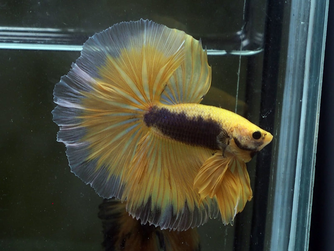 Live Male Betta Yellow Black Fancy OverHalfmoon (MKP-504) High quality what you see what you get!!